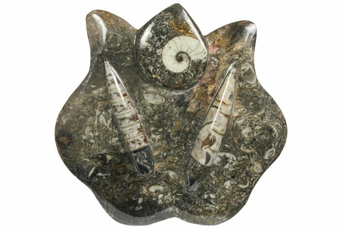 Fossil Goniatite & Orthoceras Sculpture - Morocco #111021